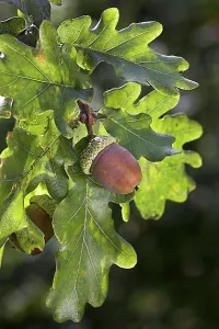 Benelux Prints: Acorns and leaves of English oak, pedunculate oak (Quercus robur), Belgium, Europe