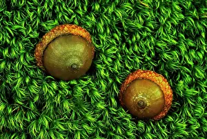 Ontario Prints: Acorns from Red Oak trees on moss in Ontario´s Muskoka Region