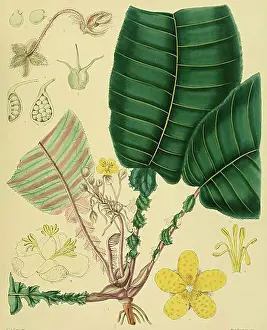 Drawn Prints: Acrotrema lyratum, a species belonging to the rose apple family (Dilleniaceae)