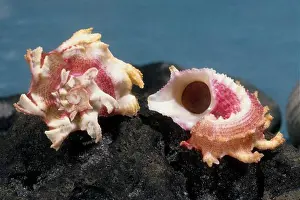 Oceans Prints: aculeate angaria angaria delphinus aculeata from japan and the philippines uncommon