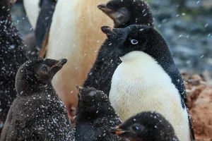 Penguins Prints: Adelie Penguin Adelie Penguins Snow Flakes Antarctic Peninsula