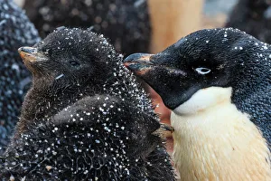 Penguins Prints: Adelie Penguin Adelie Penguins Snow Flakes Antarctic Peninsula