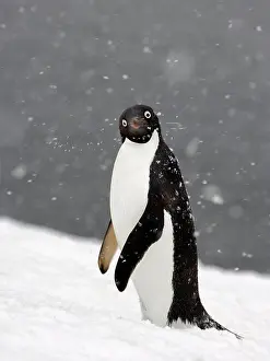 Snowing Prints: Adelie Penguin in Falling Snow