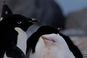 Albinism Prints: Adelie penguin fledgling struck with leucism in Antarctica