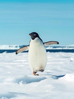 Penguins Prints: Adelie penguin (Pygoscelis adeliae) walking on pack ice, Weddell Sea, Antarctica