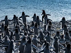 Penguins Prints: Adelie Penguins Antarctica Climate Change Global Warming