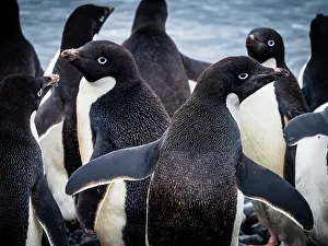Penguins Prints: Adelie Penguins Antarctica Climate Change Global Warming