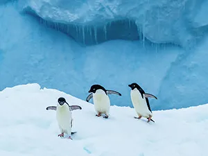 Penguins Prints: Adelie penguins (Pygoscelis adeliae) on blue iceberg, Danger Islands, Antarctica