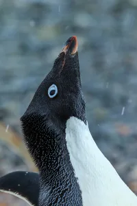 Penguins Prints: Adelie penguins (Pygoscelis adeliae) portrait on Torguson Island