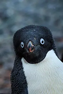 Global Warming Prints: Adelie penguins (Pygoscelis adeliae) portrait on Torguson Island