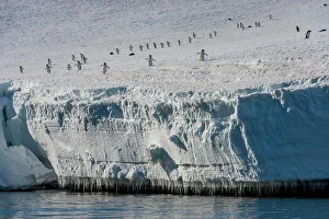 Adelie Penguins Pygoscelis Adeliae Prints: Adelie penguins (Pygoscelis adeliae) walking down from the colony to the shore to go to feed at sea at Hope Bay
