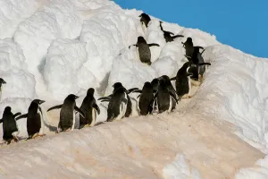 Adelie penguins (Pygoscelis adeliae) walking from the colony over snow to the shore to go to feed at sea at Hope Bay, Antarctic Peninsula