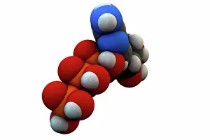Compound Prints: Adenosine triphosphate (ATP) molecule