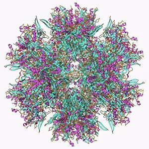 Protein Prints: Adenovirus penton base protein