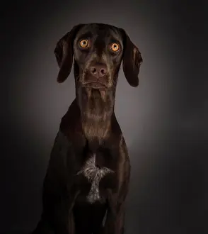 Female Animal Prints: Adorable big-eyed dog on black background