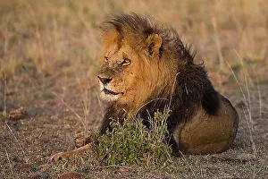 Adult Male Prints: Adult, africa, african, animal