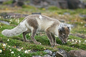 Polar Prints: An adult arctic fox (Alopex lagopus) forages on the tundra in summertime