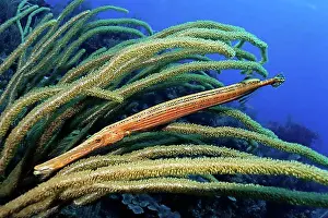 Underwater Prints: Adult Atlantic Trumpetfish (Aulostomus maculatus) looking for shelter in a Giant Slit-pore Sea Rod (Plexaurella nutans)