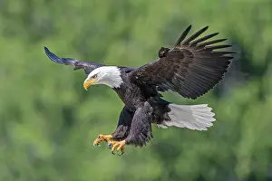 Landing Prints: Adult bald eagle (Haliaeetus leucocephalus) landing