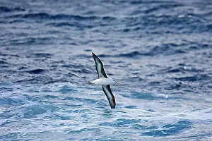 Movements Prints: Adult black-browed albatross (Diomedia melanophris), in flight over the sea, Antarctica