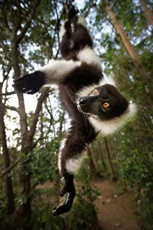 Animal Eye Prints: Adult Black And White Ruffed lemur (Varecia variegata) in suspensory posture