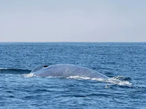Seas Prints: Adult blue whale (Balaenoptera musculus)