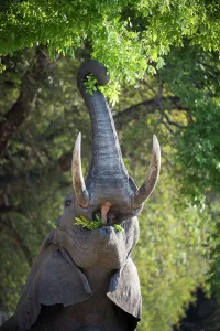 Animal Mouth Prints: Adult bull African elephant (Loxodonta africana) feeding on foliage in a forest