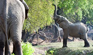 Adult bull African elephants (Loxodonta africana) feeding on foliage in a forest