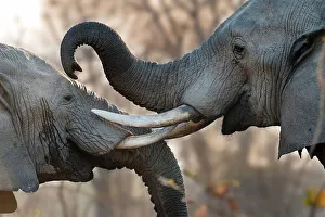 Adult bull African elephants (Loxodonta africana) sparring on the banks of the Luangwa River