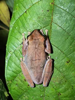 Tropical Prints: An adult chaco treefrog, Hyla raniceps
