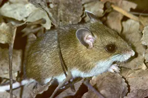 Prey Prints: Adult deer mouse Peromyscus maniculatus foraging on the forest floor