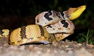 Island Of Borneo Prints: Adult Dog-Toothed Cat snake (Boiga cynodon) in aggressive posture