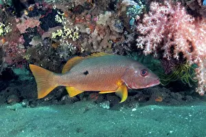 Osteichthyes Prints: Adult ehrenberg's snapper (Lutjanus monostigma)