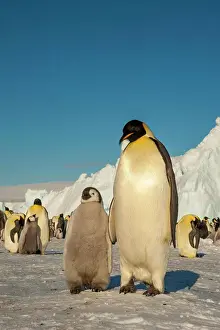 Penguin Prints: An adult Emperor penguin (Aptenodytes forsteri)