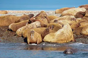 Large Group Prints: Adult female Atlantic walruses Odobenus rosmarus juveniles and calves
