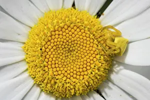Ambiance Prints: Adult female of crab spider (Thomisus onustus) camouflaged on common daisy (Bellis perennis)