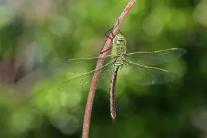 Ambiance Prints: Adult female of Emperor dragonfly (Anax imperator) resting on twig, Liguria, Italy