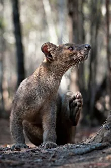 Scratching Prints: Adult female fossa (Crytoprocta ferox) scratching in a forest