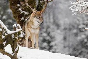 Canoidea Prints: An adult female grey wolf (Canis lupus lupus) stands on a sloping