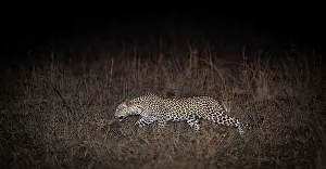 Animals Hunting Prints: Adult female leopard (Panthera pardus) stalking prey after dark along the banks of the Luangwa River