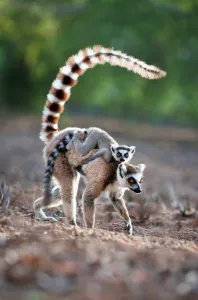 Adult female Ring-Tailed lemur (Lemur catta) carrying its infant in a forest