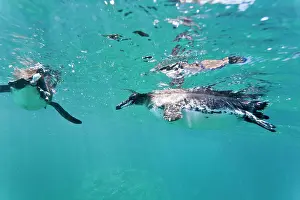 Animal Prints: Adult Galapagos penguin Spheniscus mendiculus underwater