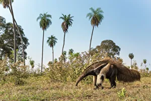 Adult Giant Anteater (Myrmecophaga tridactyla) (sometimes called Giant Ant Bear) foraging in palm savannah grasslands