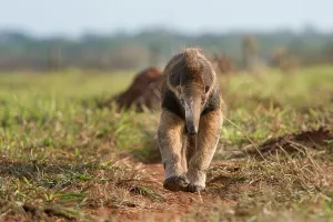 Adult Giant Anteater (Myrmecophaga tridactyla) (sometimes called Giant Ant Bear) foraging