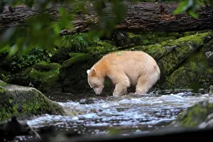 Adult Animal Prints: Adult Kermode bear (Ursus americanus kermodei) white morph of the black bear in stream fishing for salmon