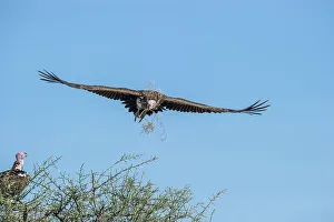 Serengeti Prints: Adult Lappet-faced or Nubian Vulture (Torgos tracheliotos) carrying nesting material