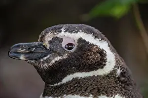 Flightless Prints: Adult Magellanic penguin (Spheniscus magellanicus) head detail