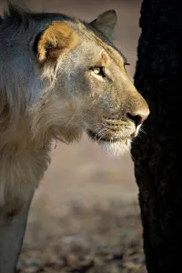 Whisker Prints: Adult male African lion (Panthera leo) near the Luangwa River