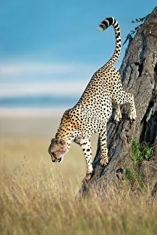 Cheetah Prints: Adult male cheetah (Acinonyx jubatus) climbing down from tree