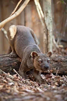 Endemic Prints: Adult male fossa (Crytoprocta ferox) on deciduous forest floor